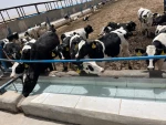 بازدید دانشجویان رشته علوم دامی آموزشکده ملی مهارت کشاورزی شهریار از شرکت کشت و صنعت سبز غزال (میهن) 2