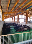 بازدید دانشجویان رشته علوم دامی آموزشکده ملی مهارت کشاورزی شهریار از دامداری نمونه شهریار 5