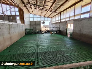 بازدید دانشجویان رشته علوم دامی آموزشکده ملی مهارت کشاورزی شهریار از دامداری نمونه شهریار 7
