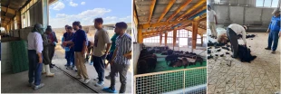 بازدید دانشجویان رشته علوم دامی آموزشکده ملی مهارت کشاورزی شهریار از دامداری نمونه شهریار 2